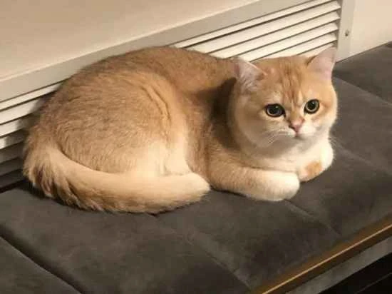 Are there any plants in the house that can poison a cat?