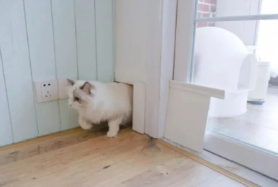 What type of apartment layout is more suitable for keeping cats?