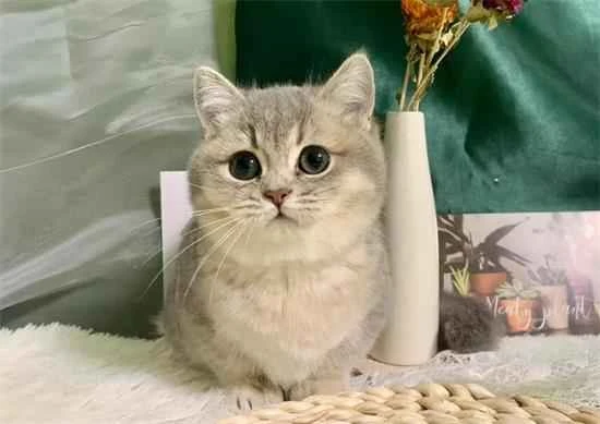 What are the habits of a British Shorthair cat?