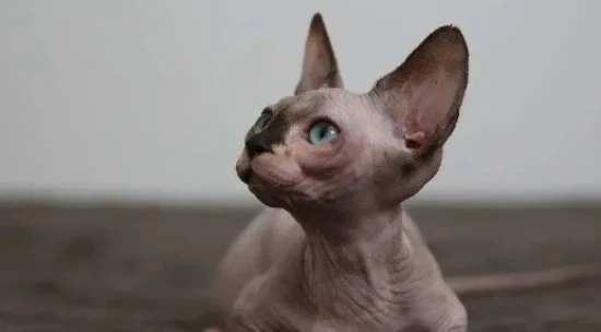 Does not vaccinating a cat have any effects on humans?