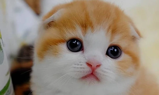 Can cats drink yogurt?