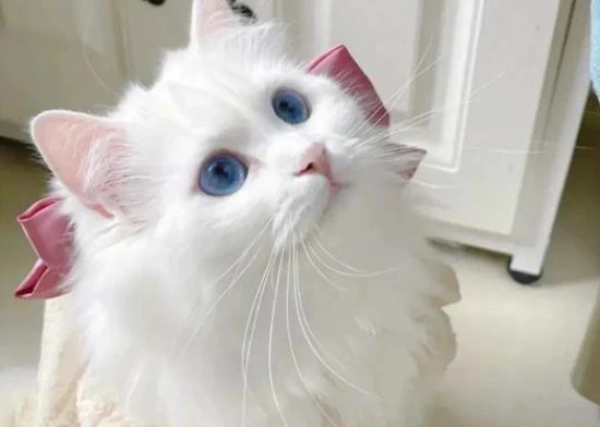 When do Persian cats shed their fur?