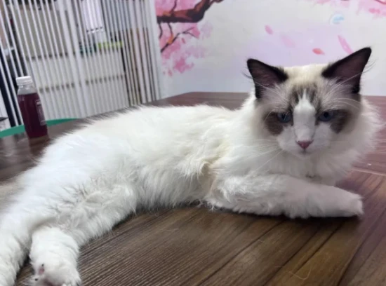 How to raise a cat so that it obeys?