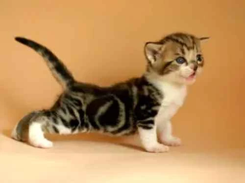 How to use internal and external parasite medication for cats