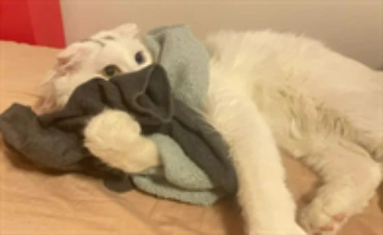 Why do cats like to steal their owners' socks?