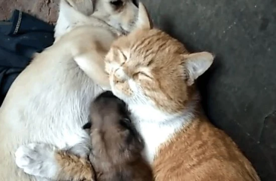 Can cats and dogs have babies?