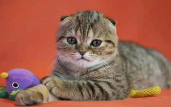 How to deworm your pet regularly?