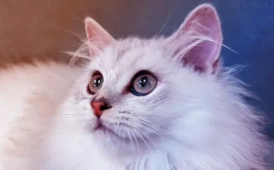 How much does it cost to bathe a cat at a pet store?