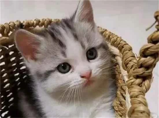 List of six cat breeds that are "more loyal than dogs"—is yours on the list?