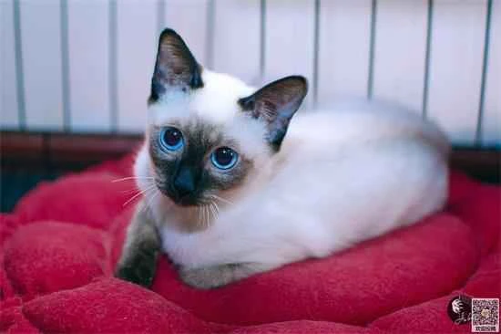 Why is the cat cage covered with a cloth?