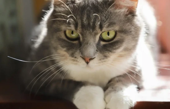 What to do if your cat has ticks?