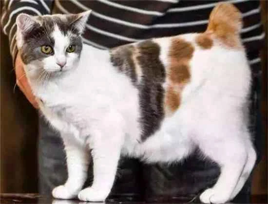 How long should a cat with ringworm sunbathe?