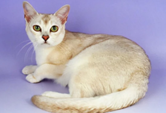 How to prevent your cat's fur from getting matted?