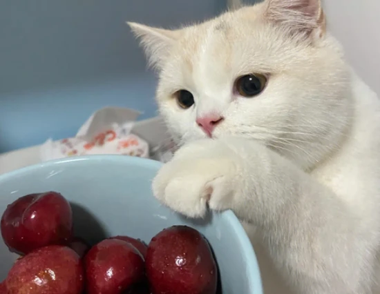Can cats eat cherries?