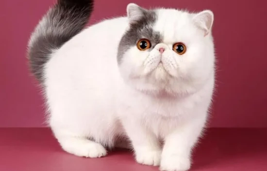 Why are Garfield cats prone to ringworm?