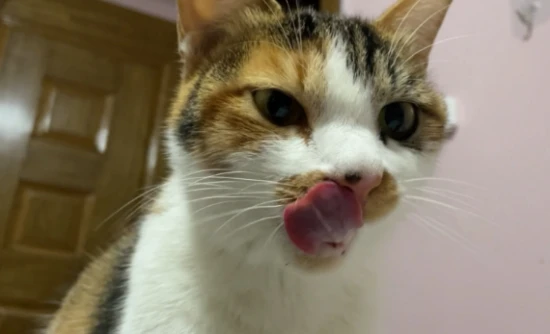 The cat suddenly started licking its lips frequently.