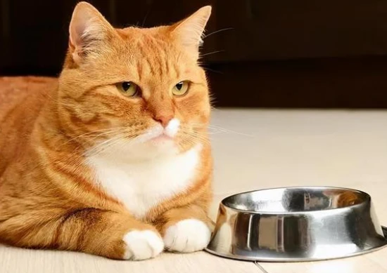 The cat is perfectly healthy, but just doesn't like to eat.