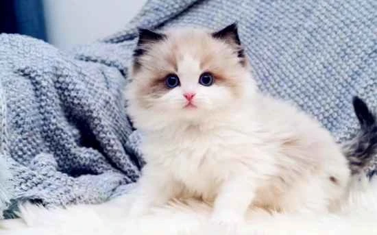 Why do cats shed tears?