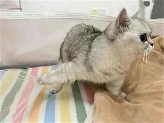 What mosquito repellent can I use if I have a cat at home?