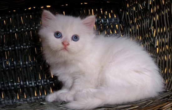 Can a 20-day-old kitten eat on its own?