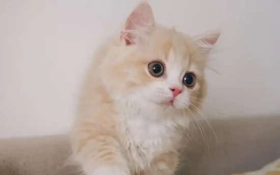 Can cats eat shrimp?