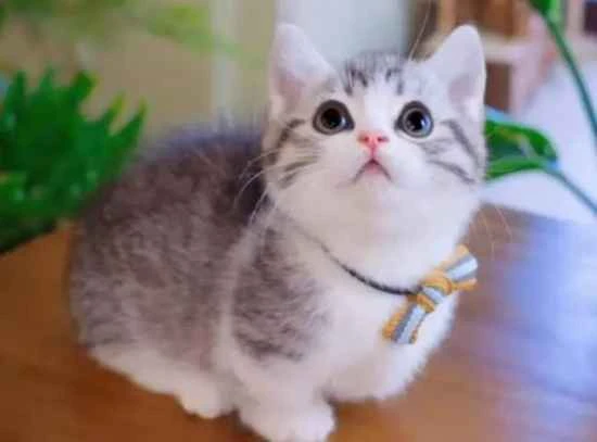 Why do cats eat cat litter?