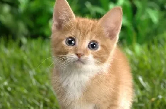 What should you pay attention to when raising a cat in the spring?