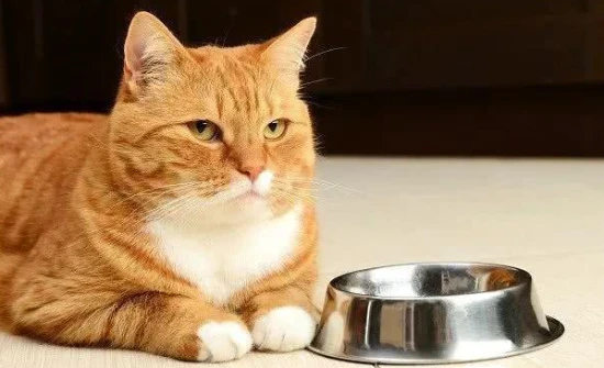 How to treat a cat's picky eating habits?