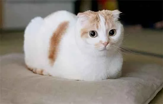 Why do Scottish Fold cats like to arch their backs when they walk? (This is related to rickets.)