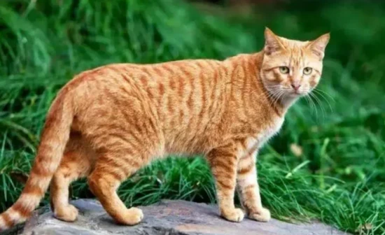 How old do cats get to adulthood? (The question of when a cat reaches adulthood is repeated.)