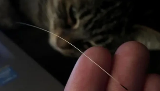What happens if a cat's whiskers are cut?