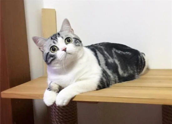 The cat is chewing even though there's nothing in its mouth.