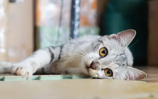 Do cats jump off tall buildings?