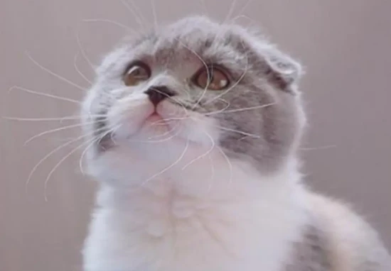 When is the best time to give chondroitin to Scottish Fold cats?