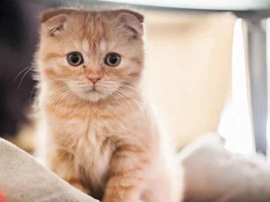 Are cats afraid of the heat?