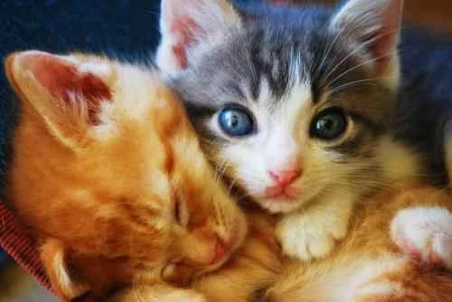 Why do cats sleep in the litter box?