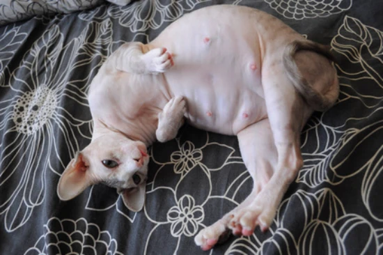 Cat pregnancy belly changes chart