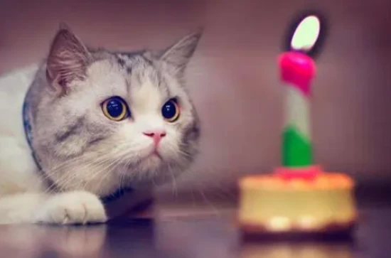 How long is a cat's memory?