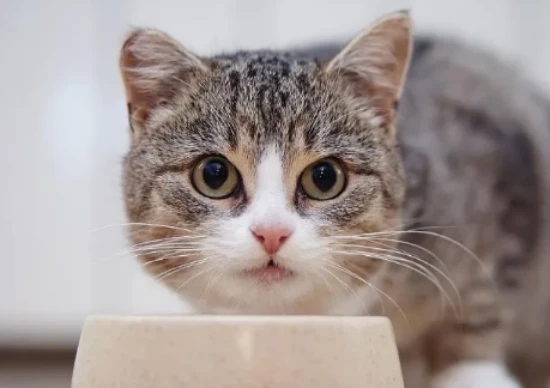 Four common mistakes when feeding cats