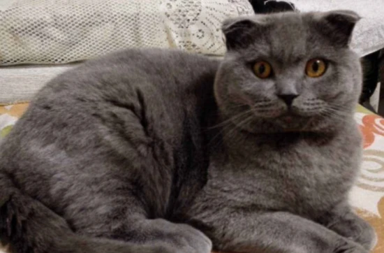 What are the advantages and disadvantages of the British Shorthair Blue cat?