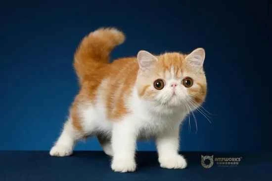 Why do orange cats spit?