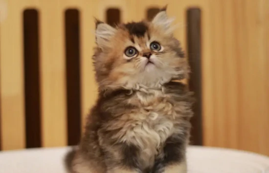 It's not recommended to feed kittens goat milk powder after they are a few months old.