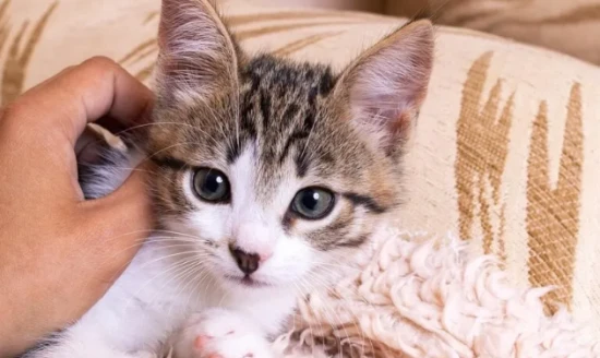 Cat licks its owner's hand