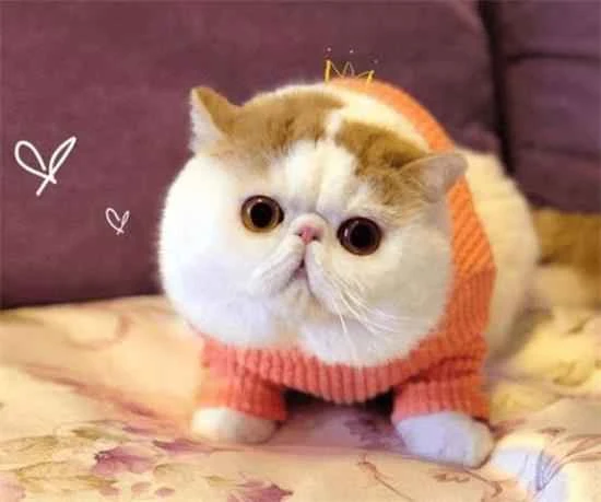 Ranking of internal deworming medications for cats