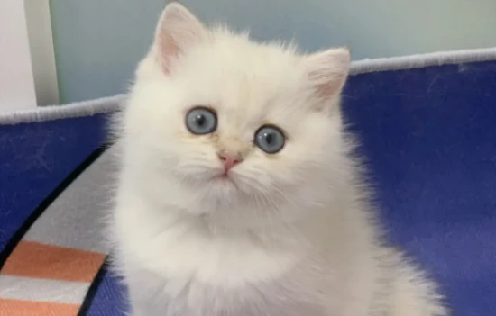 While it may look cute when a cat opens its mouth and sticks out its tongue, it could also indicate a medical condition.