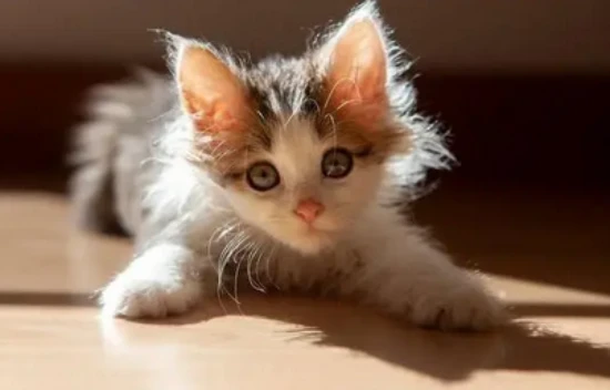 Will a one-month-old kitten defecate on its own?