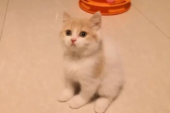 Are Turkish Van cats clingy?