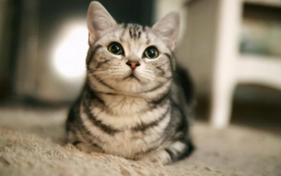 How to get rid of fleas on a cat