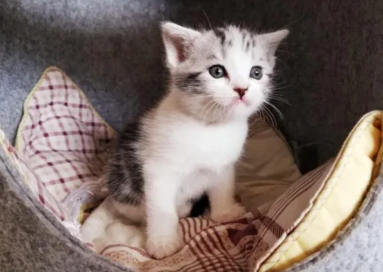 What do kittens eat when they are a full moon old?