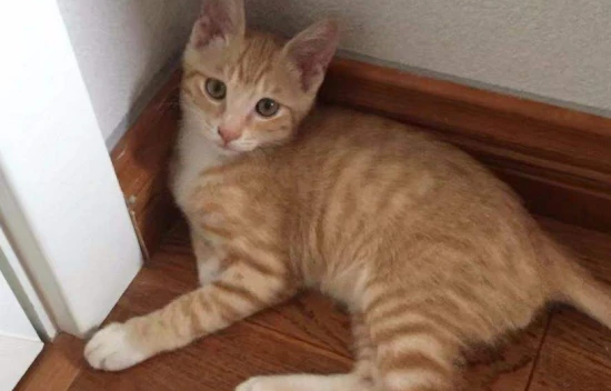 Can adult cats eat the same cat food that kittens eat?